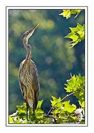 GreatBlue Heron at Attention